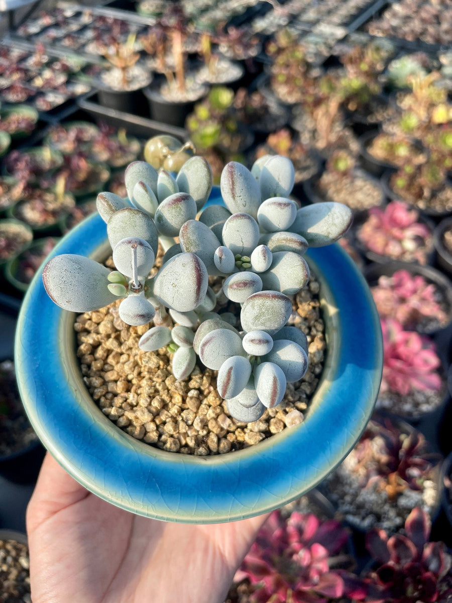 Rare Succulents - Cotyledon Orbiculata