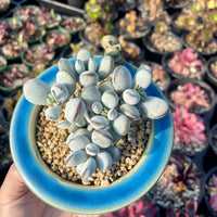 Rare Succulents - Cotyledon Orbiculata