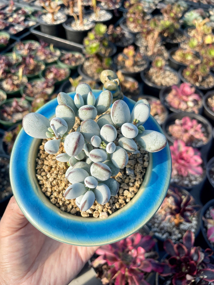 Rare Succulents - Cotyledon Orbiculata