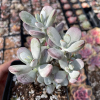 Rare Succulents - Cotyledon Orbiculata