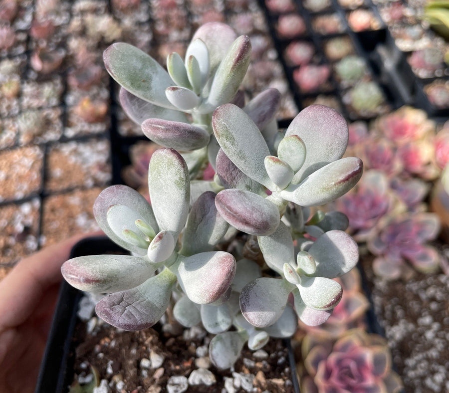 Rare Succulents - Cotyledon Orbiculata