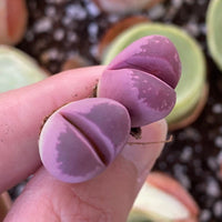 Rare Succulents - Lithops Optica Rubra C81A