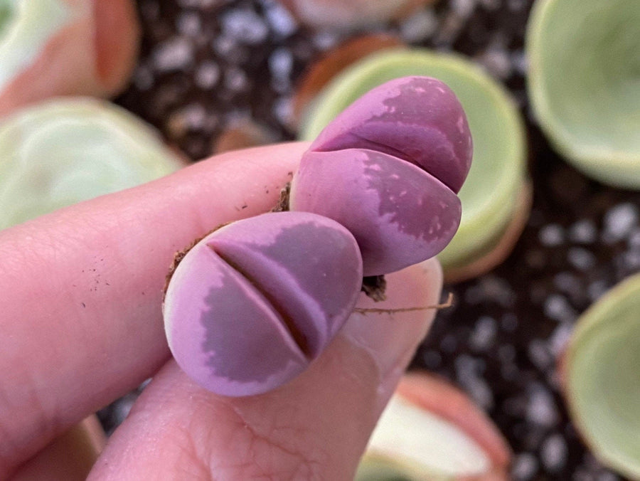 Rare Succulents - Lithops Optica Rubra C81A