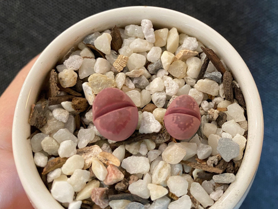 Rare Succulents - Lithops Optica Rubra C81A