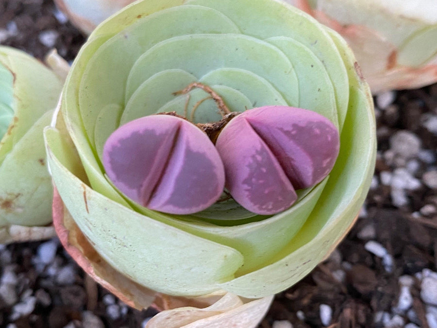 Rare Succulents - Lithops Optica Rubra C81A