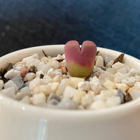 Rare Succulents - Lithops Optica Rubra C81A