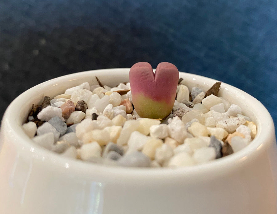 Rare Succulents - Lithops Optica Rubra C81A