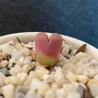 Rare Succulents - Lithops Optica Rubra C81A