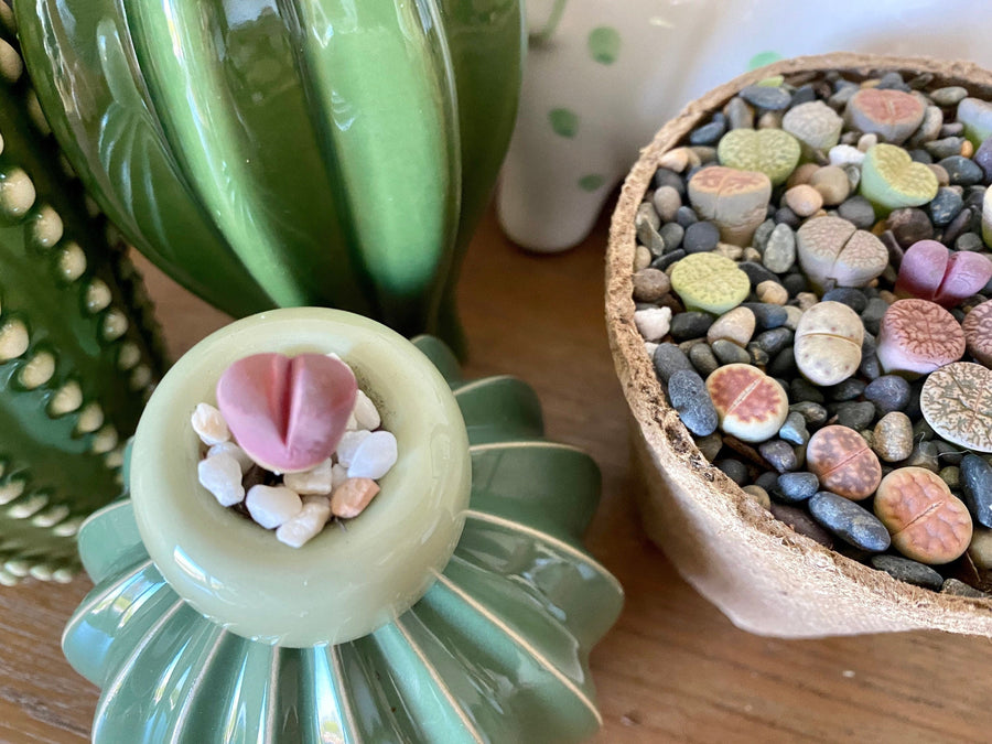 Rare Succulents - Lithops Optica Rubra C81A