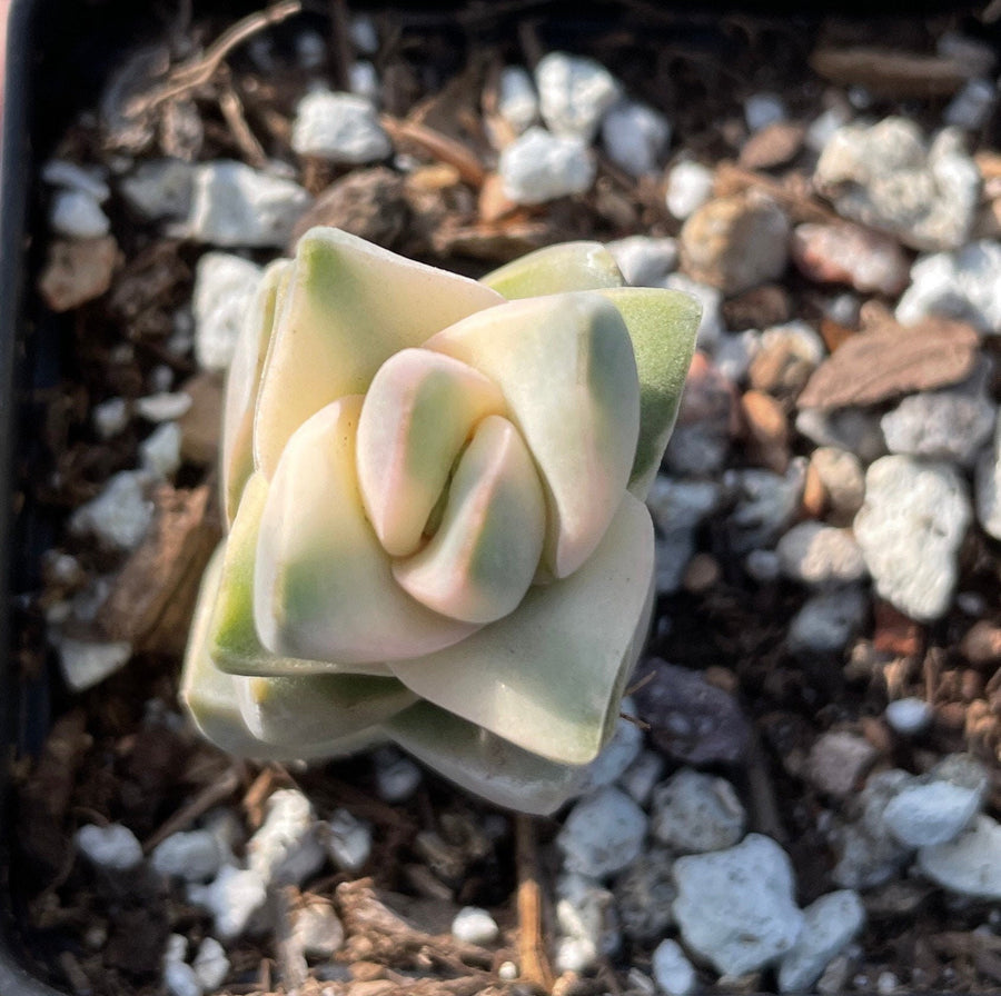 Rare Succulents - Crassula cv Moonglow Varigated