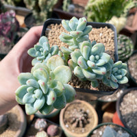 Rare Succulents - Sedum Clavatum cluster