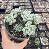 Rare Succulents - Sedum Clavatum cluster