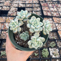 Rare Succulents - Sedum Clavatum cluster