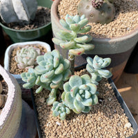 Rare Succulents - Sedum Clavatum cluster