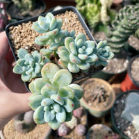 Rare Succulents - Sedum Clavatum cluster