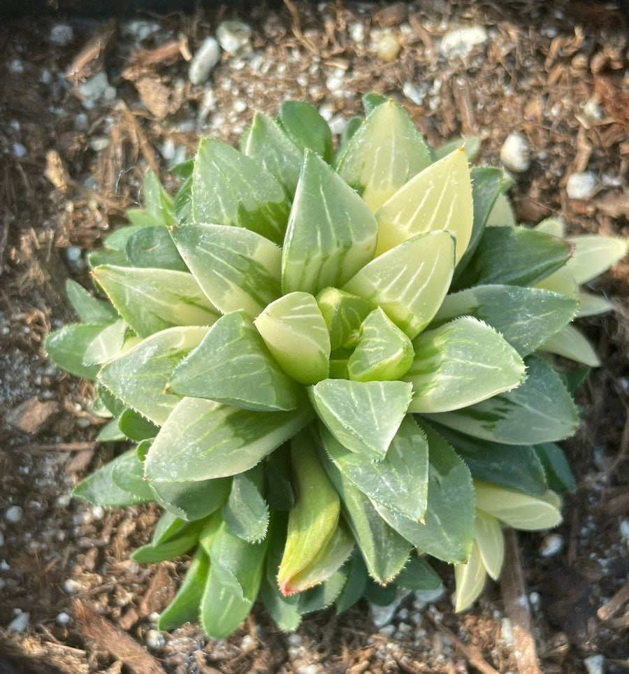 Rare Succulents - Haworthia Varigated Heidelbergensis with pups (3")