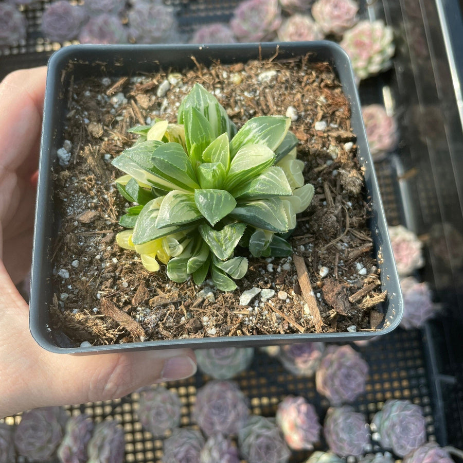 Rare Succulents - Haworthia Varigated Heidelbergensis with pups (3")