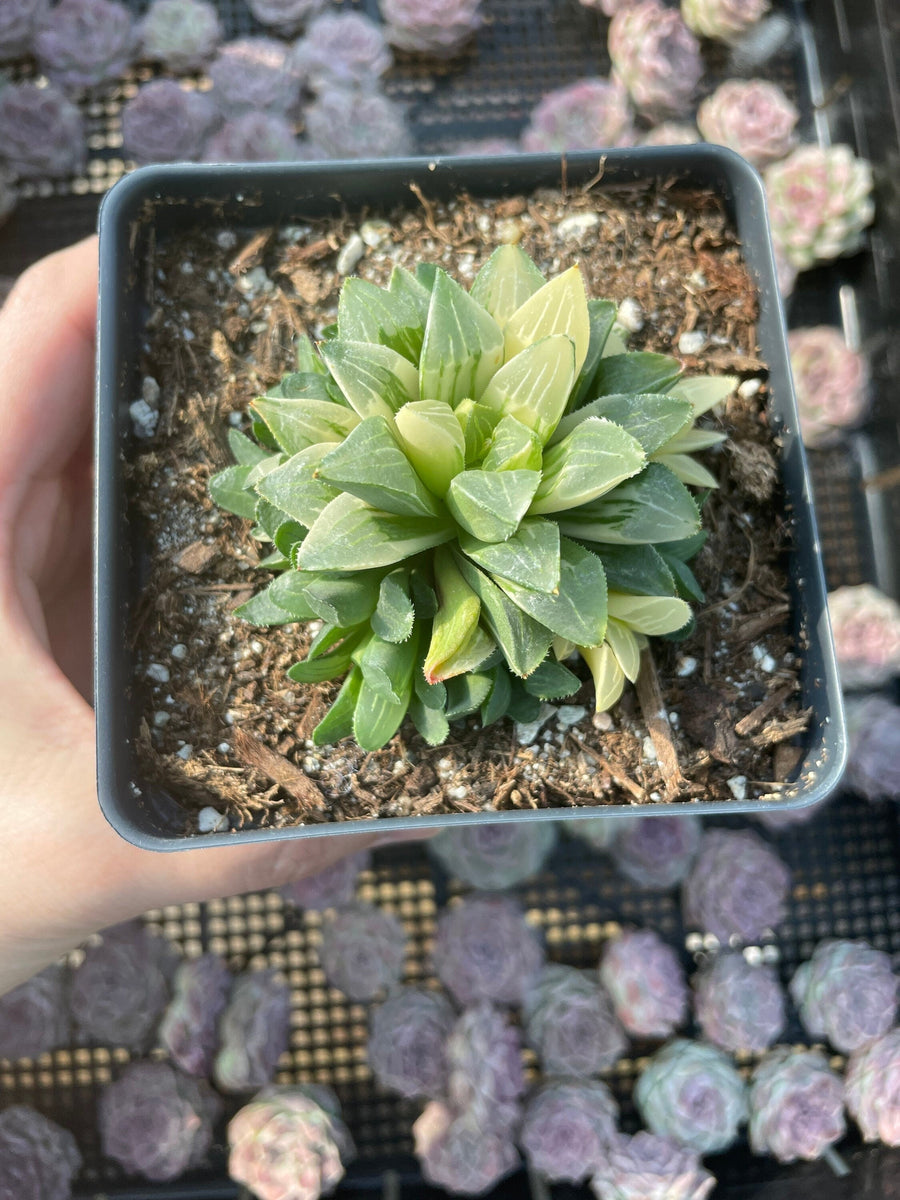 Rare Succulents - Haworthia Varigated Heidelbergensis with pups (3")