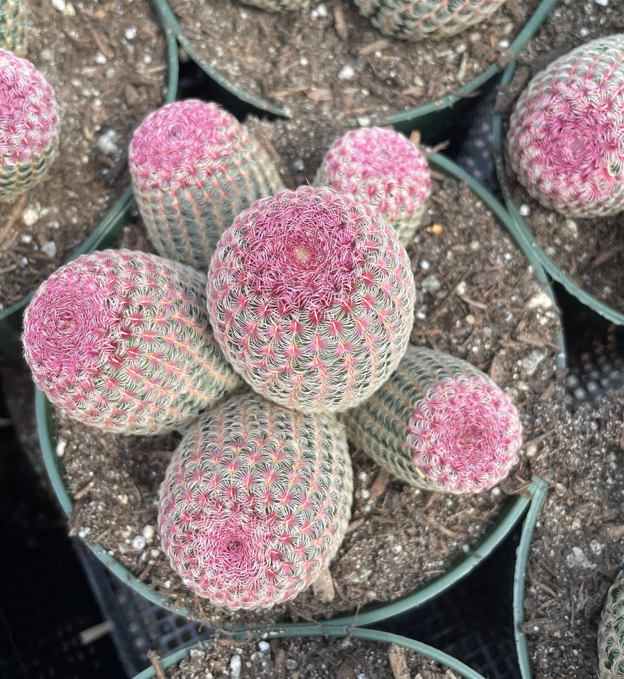 Rare Cactus - Echinocereus Rigidissimus Rainbow Cluster 3-6 Heads