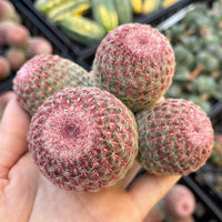 Rare Cactus - Echinocereus Rigidissimus Rainbow Cluster 3-6 Heads