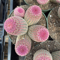 Rare Cactus - Echinocereus Rigidissimus Rainbow Cluster 3-6 Heads