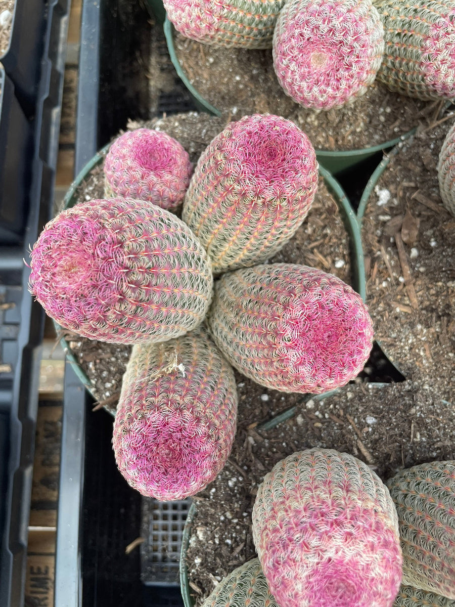 Rare Cactus - Echinocereus Rigidissimus Rainbow Cluster 3-6 Heads