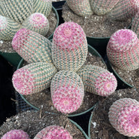 Rare Cactus - Echinocereus Rigidissimus Rainbow Cluster 3-6 Heads