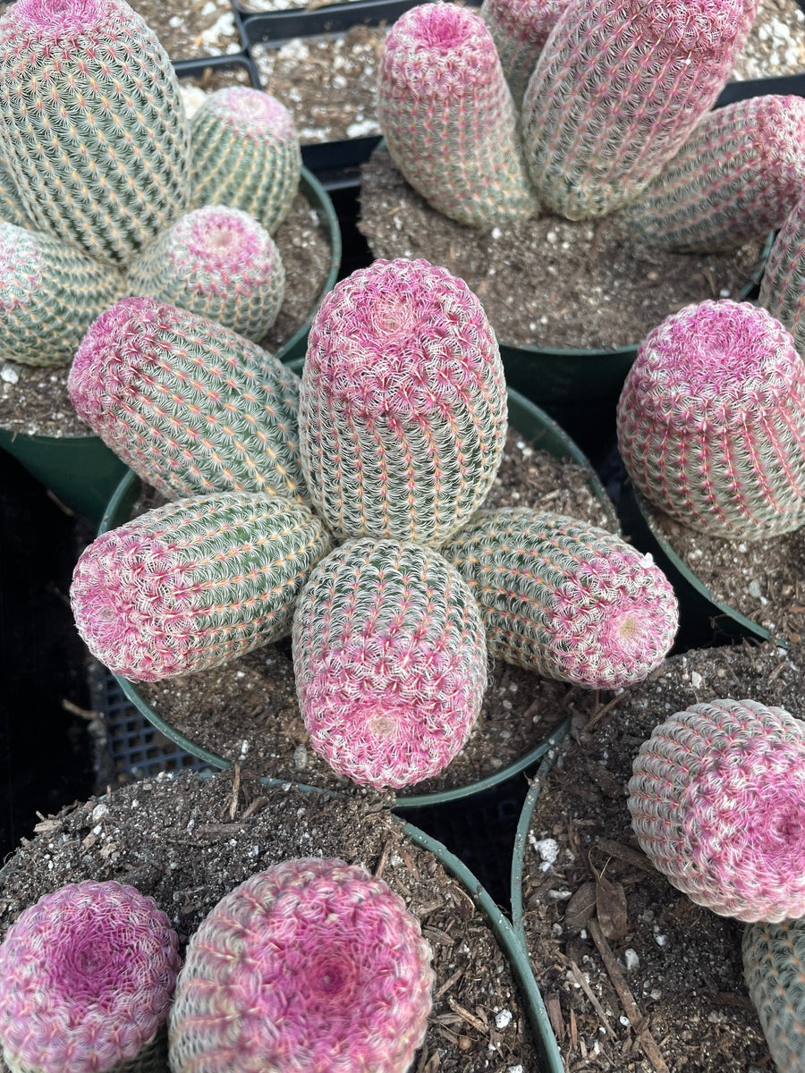 Rare Cactus - Echinocereus Rigidissimus Rainbow Cluster 3-6 Heads