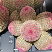 Rare Cactus - Echinocereus Rigidissimus Rainbow Cluster 3-6 Heads