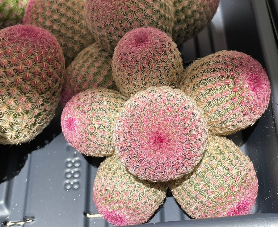 Rare Cactus - Echinocereus Rigidissimus Rainbow Cluster 3-6 Heads