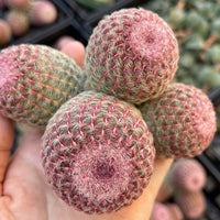 Rare Cactus - Echinocereus Rigidissimus Rainbow Cluster 3-6 Heads