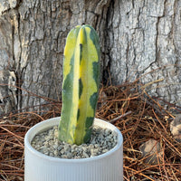 Rare Cactus - Myrtillocactus Geometrizans variegated