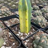 Rare Cactus - Myrtillocactus Geometrizans variegated