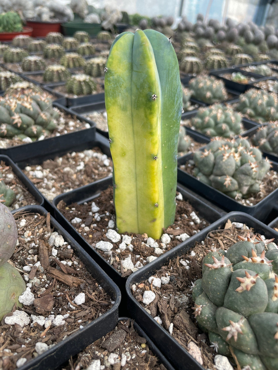 Rare Cactus - Myrtillocactus Geometrizans variegated