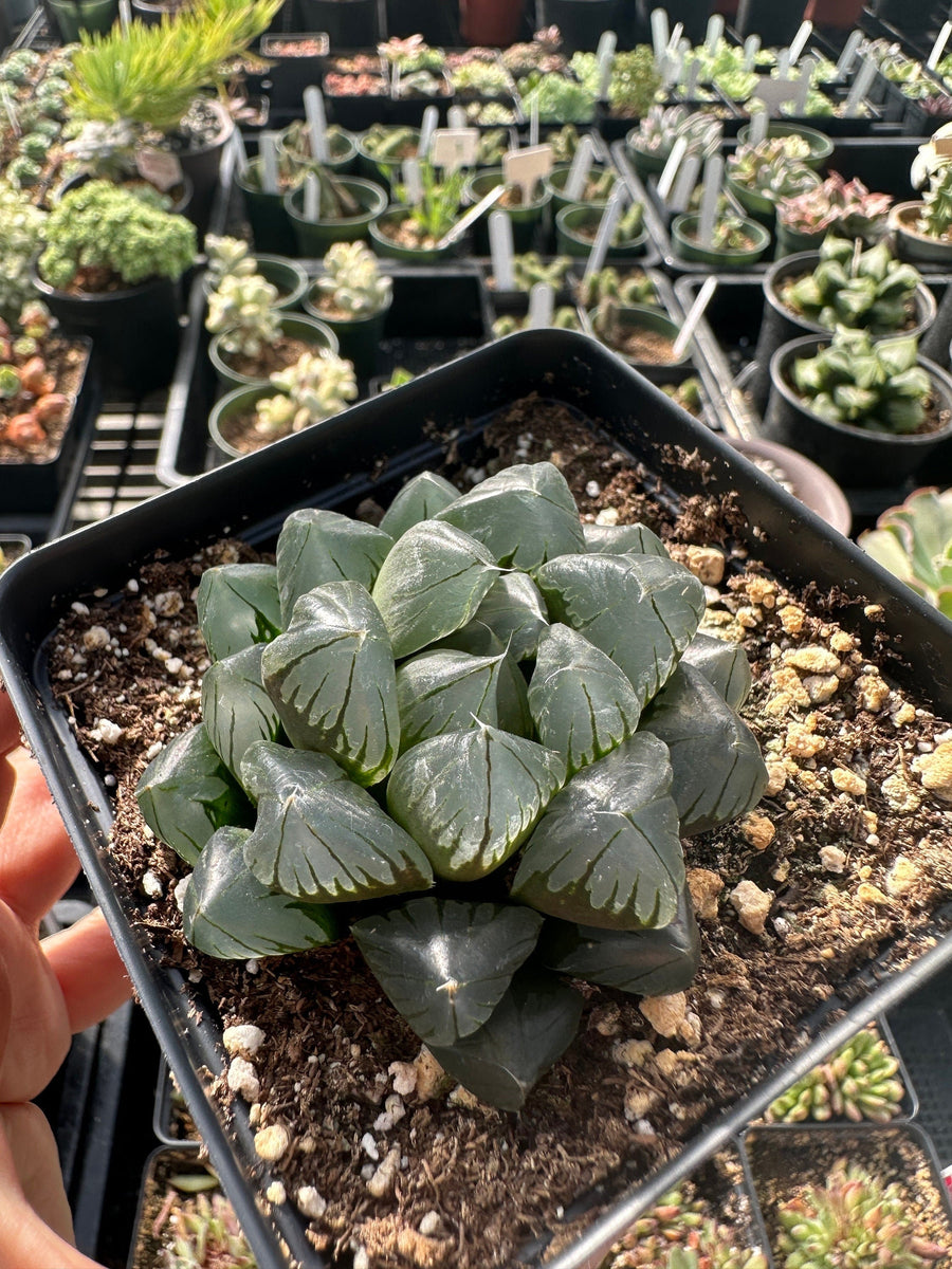 Rare Succulents - Haworthia Kyodai Akasen Lens (3.5" Pot)