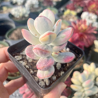 Rare Succulents - Cotyledon orbiculata Varigated (2.5” pot)