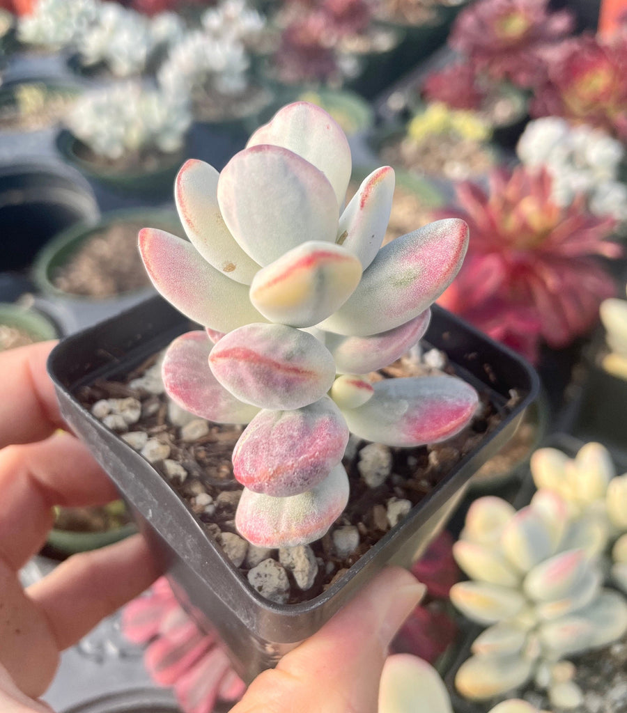 Rare Succulents - Cotyledon orbiculata Varigated (2.5” pot)