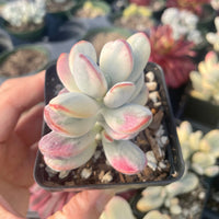 Rare Succulents - Cotyledon orbiculata Varigated (2.5” pot)