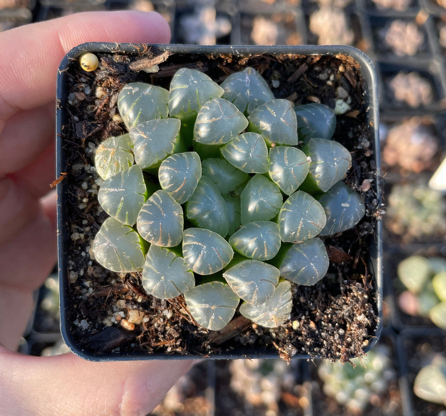 Rare Succulents - Haworthia Cooperi OB1