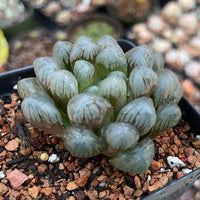 Rare Succulents - Haworthia Cooperi OB1