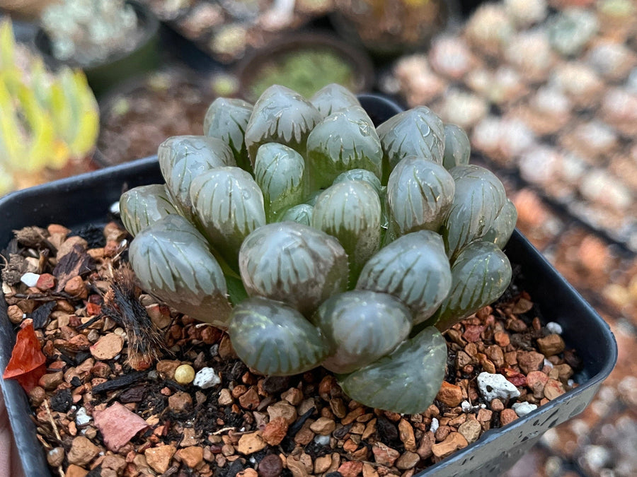 Rare Succulents - Haworthia Cooperi OB1