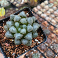 Rare Succulents - Haworthia Cooperi OB1