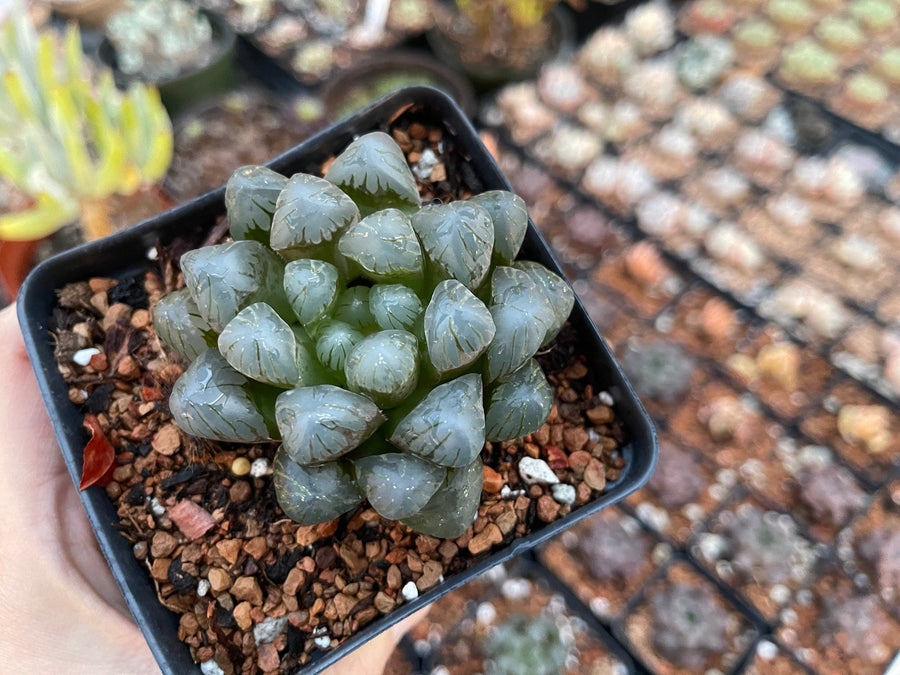 Rare Succulents - Haworthia Cooperi OB1