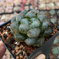 Rare Succulents - Haworthia Cooperi OB1