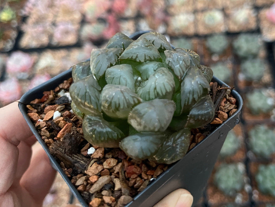 Rare Succulents - Haworthia Cooperi OB1