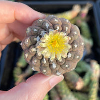 Rare Cactus - Copiapoa Hypogaea