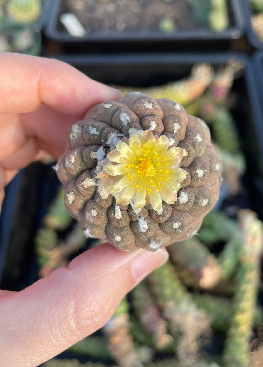 Rare Cactus - Copiapoa Hypogaea