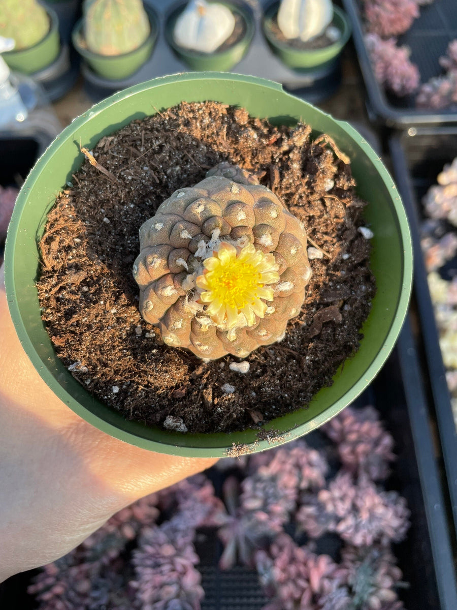 Rare Cactus - Copiapoa Hypogaea