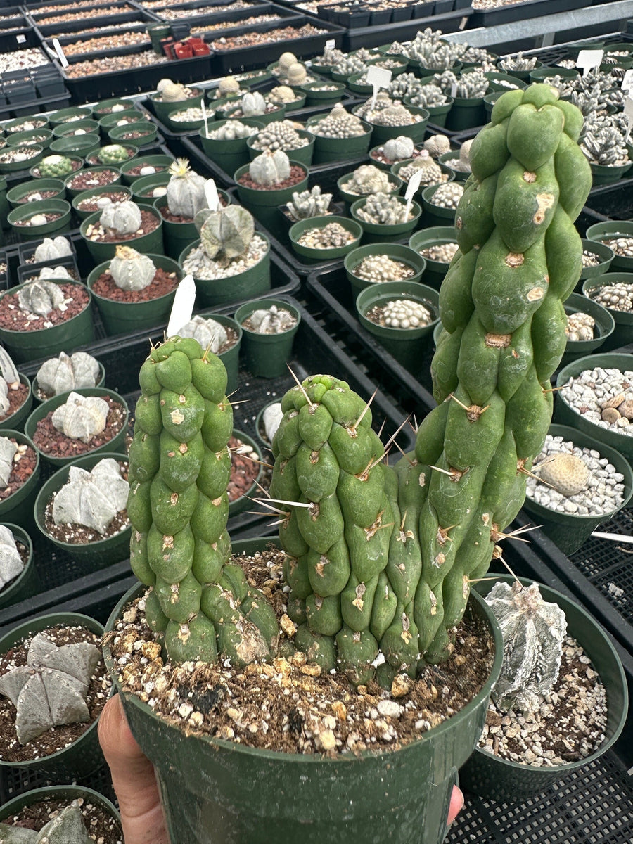 Rare Cactus - Eulychnia Crastanea Crestata 'Unicorn Cactus'
