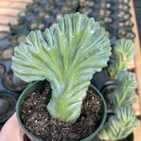 Rare Cactus - Myrtillocactus Geometrizans Crested